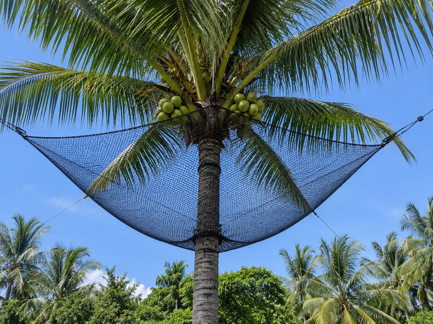 Coconut Tree Safety Nets