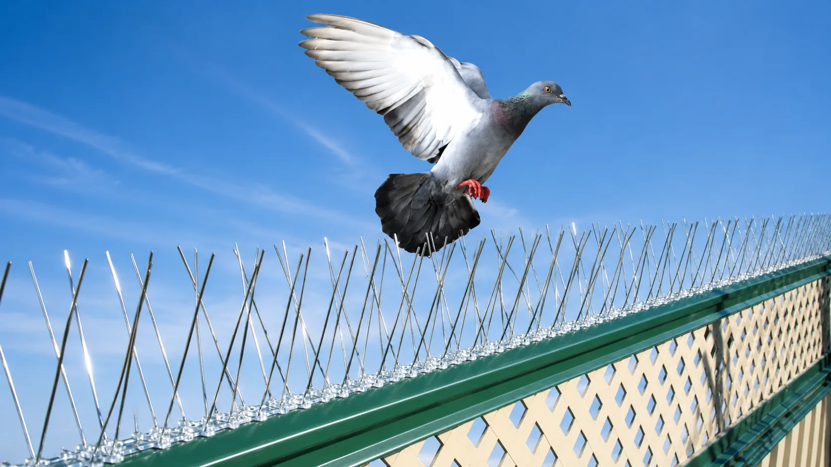 Polycarbonate Bird Spikes